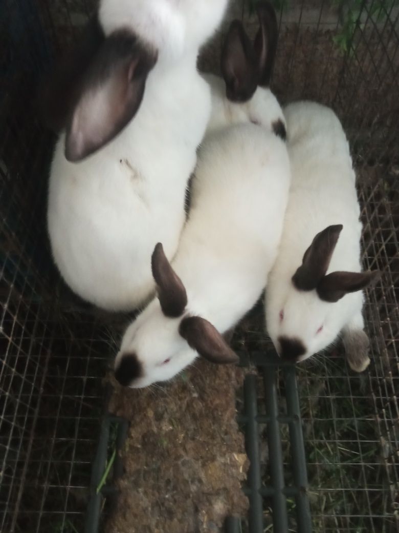 Продам кролі каліфорнія