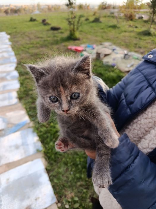 Кошенята в добрі руки
