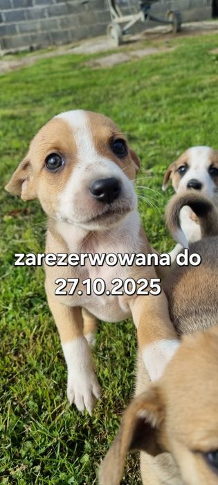 Oddam za darmo suczke