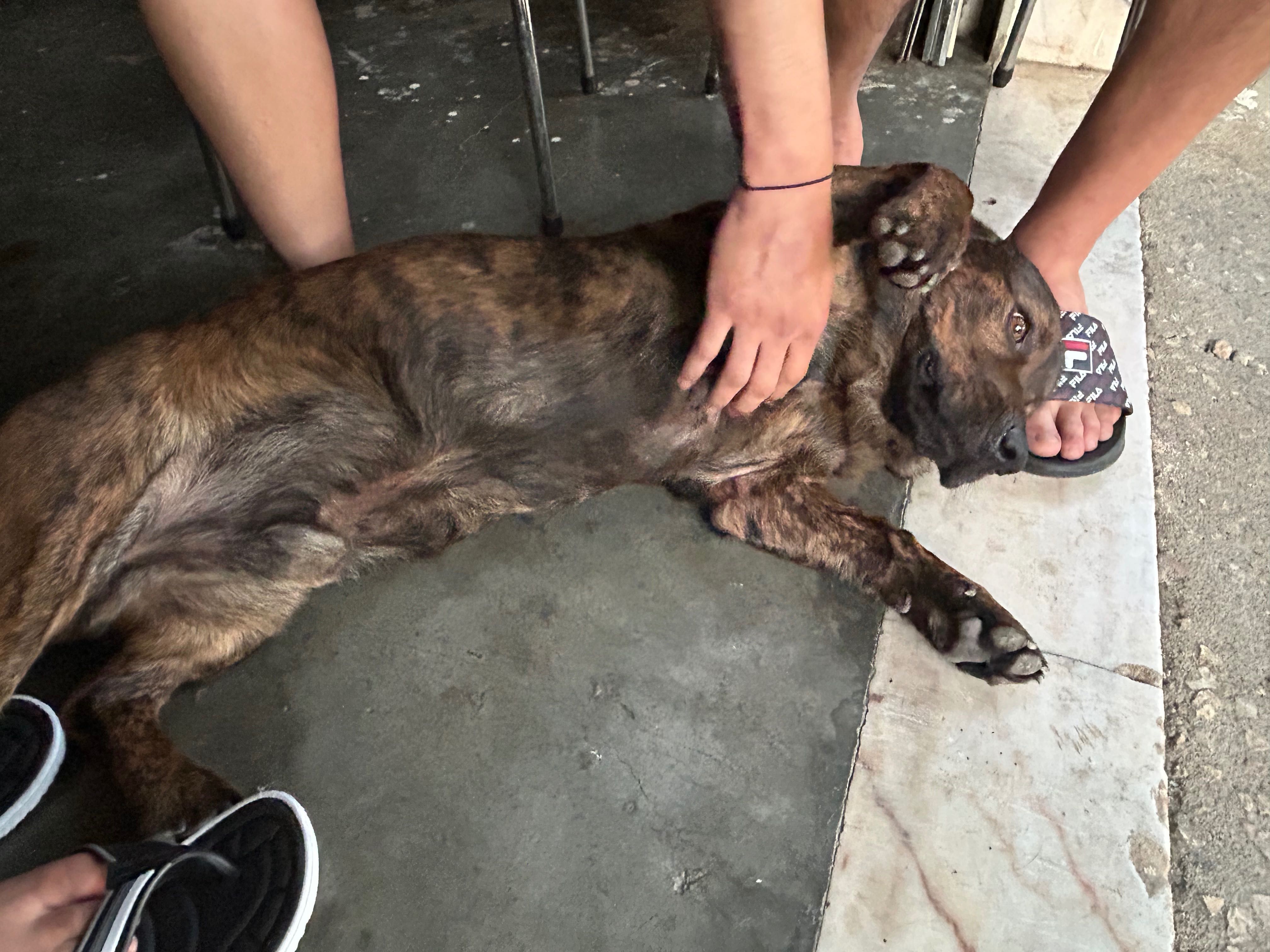 Cão para adoção responsável
