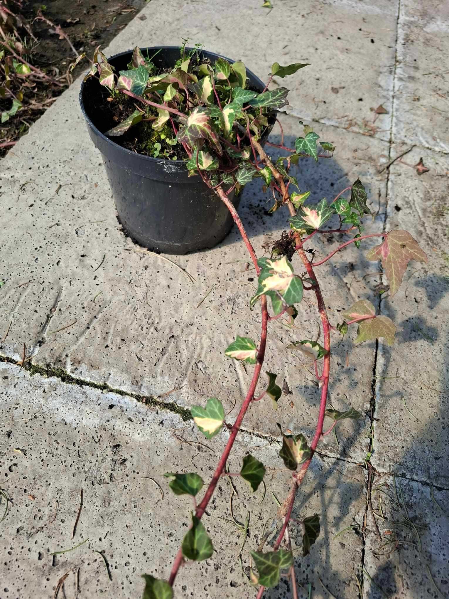 bluszcz pospolity 'Goldheart'  Hedera helix 'Goldheart'