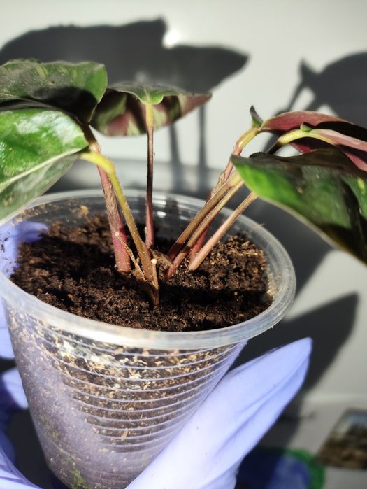 Калаткя маккоя кімнатна