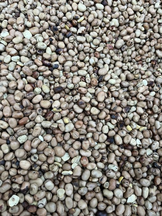 Bobik czyszczony ladny