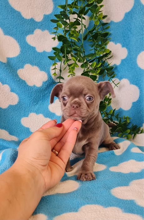 Estupenda mini Lilac de Qualidade. Linhagem Russa
