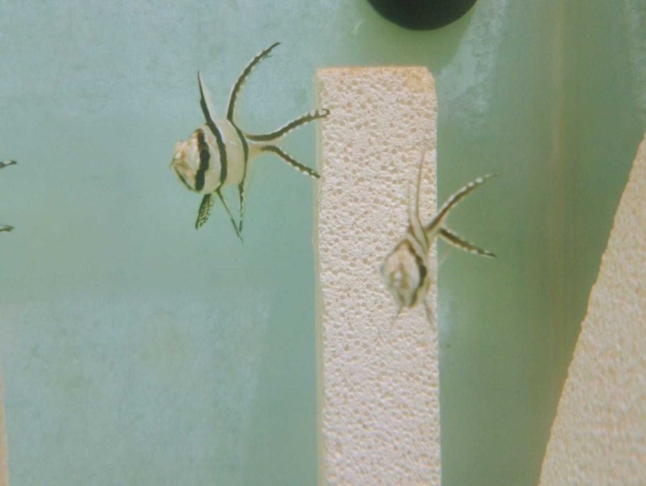 Cardinal Bangai saldaveis