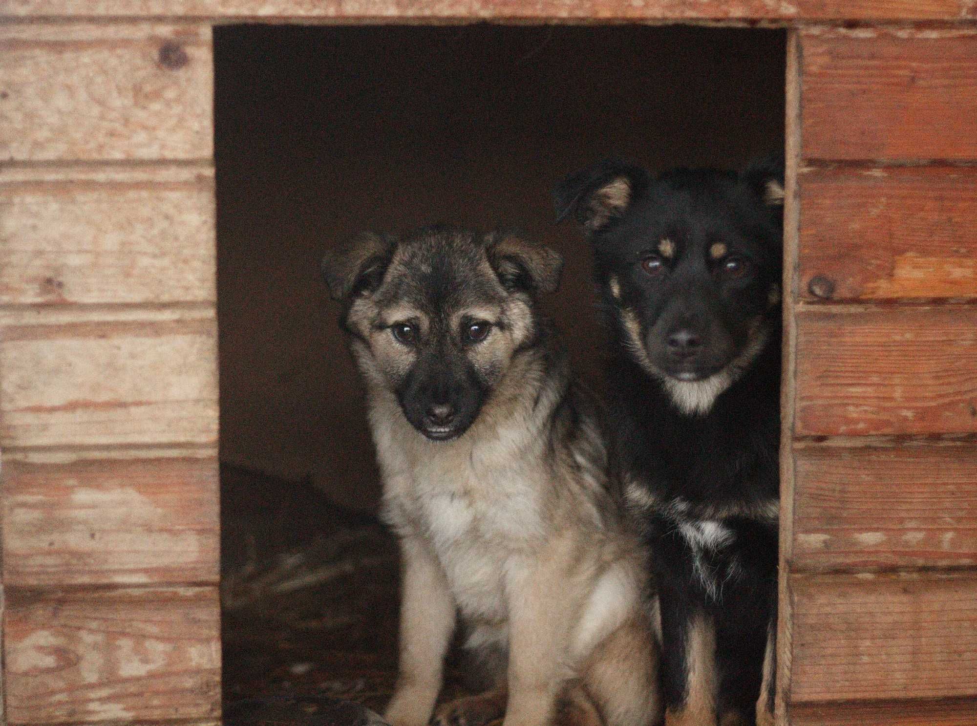 Cykoria - Schronisko Canis w Kruszewie, adopcja, sunia szczeniak