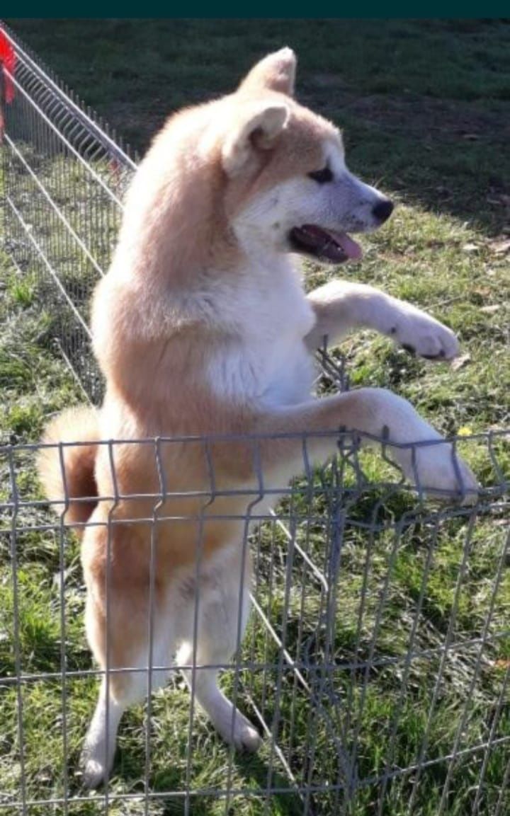 Akita Inu piesek ZkwP FCI