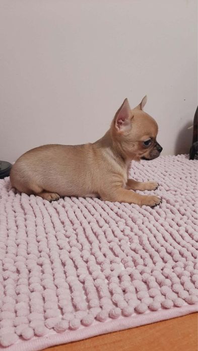 Sprzedam pieknego pieska rasy chihuahua- chlopiec