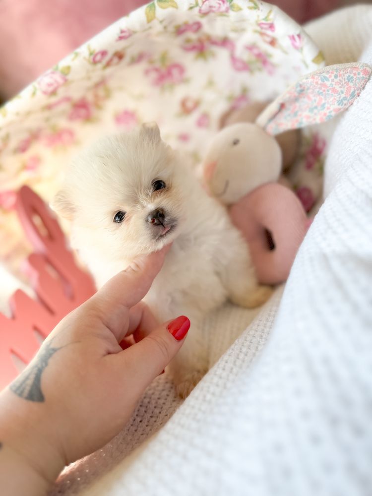 Szpic miniaturowy pomeranian