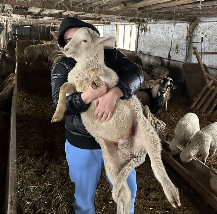 Барани вівці овечки