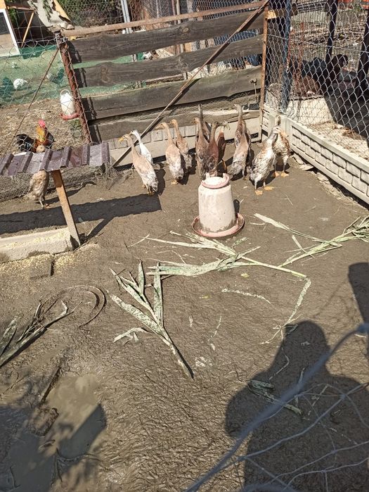 Kaczki biegusy indyjskie