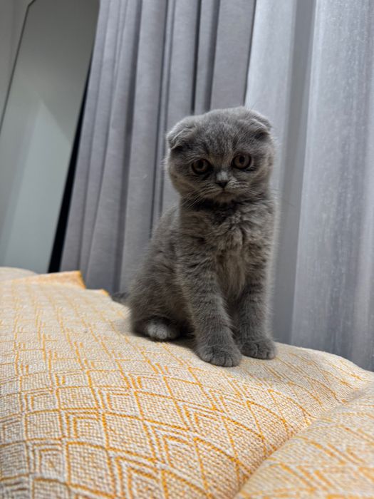 Gatinha Scottish fold