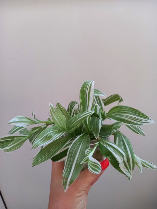 Продам кімнатні квіти.