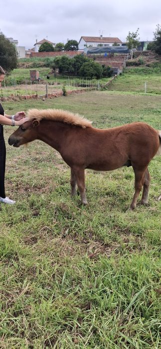 Ponei Shetland macho com 6 meses