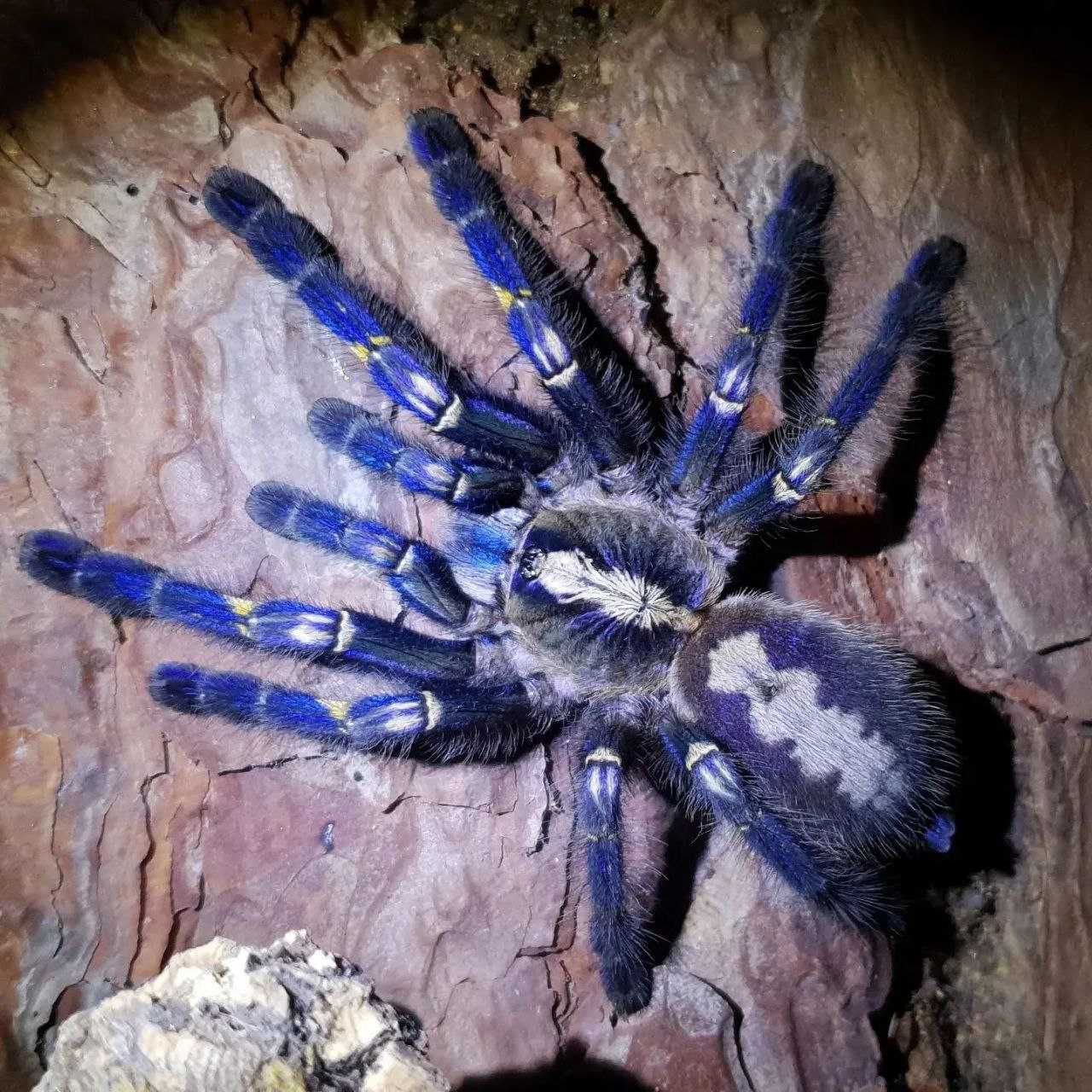 Самка паука птицееда редкая л13 Poecilotheria metallica