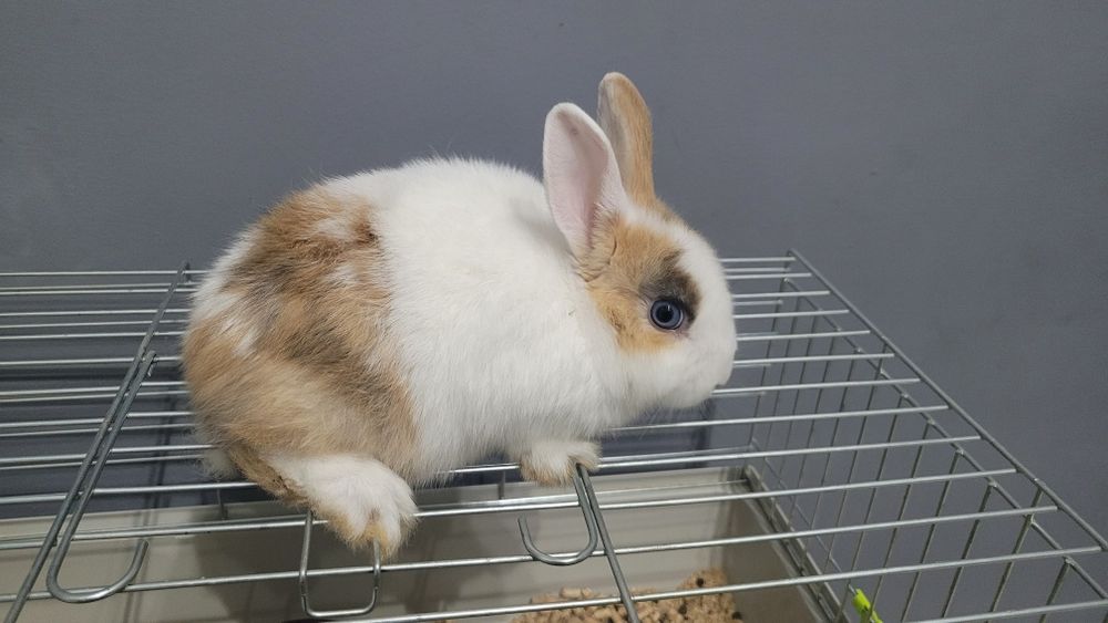Królik miniaturka do 1 kg