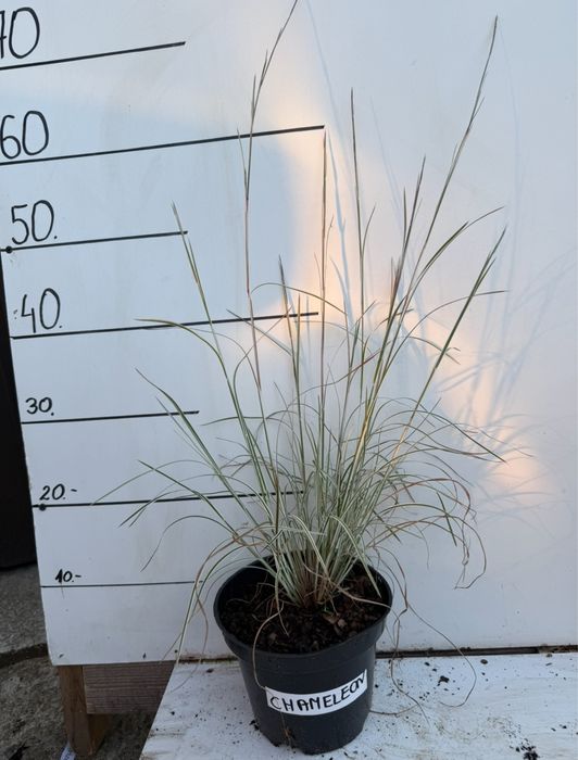 Palczatka chameleon 2 l trawa ozdobna