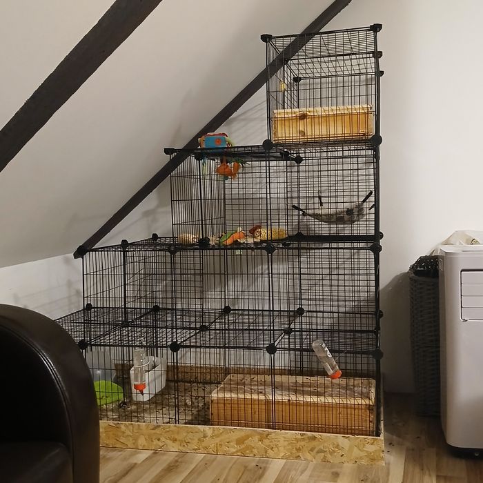 Wybieg dla gryzoni szynszyle, królik kot