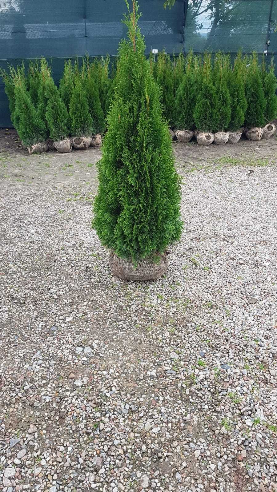 thuja (tuja) smaragd od producenta