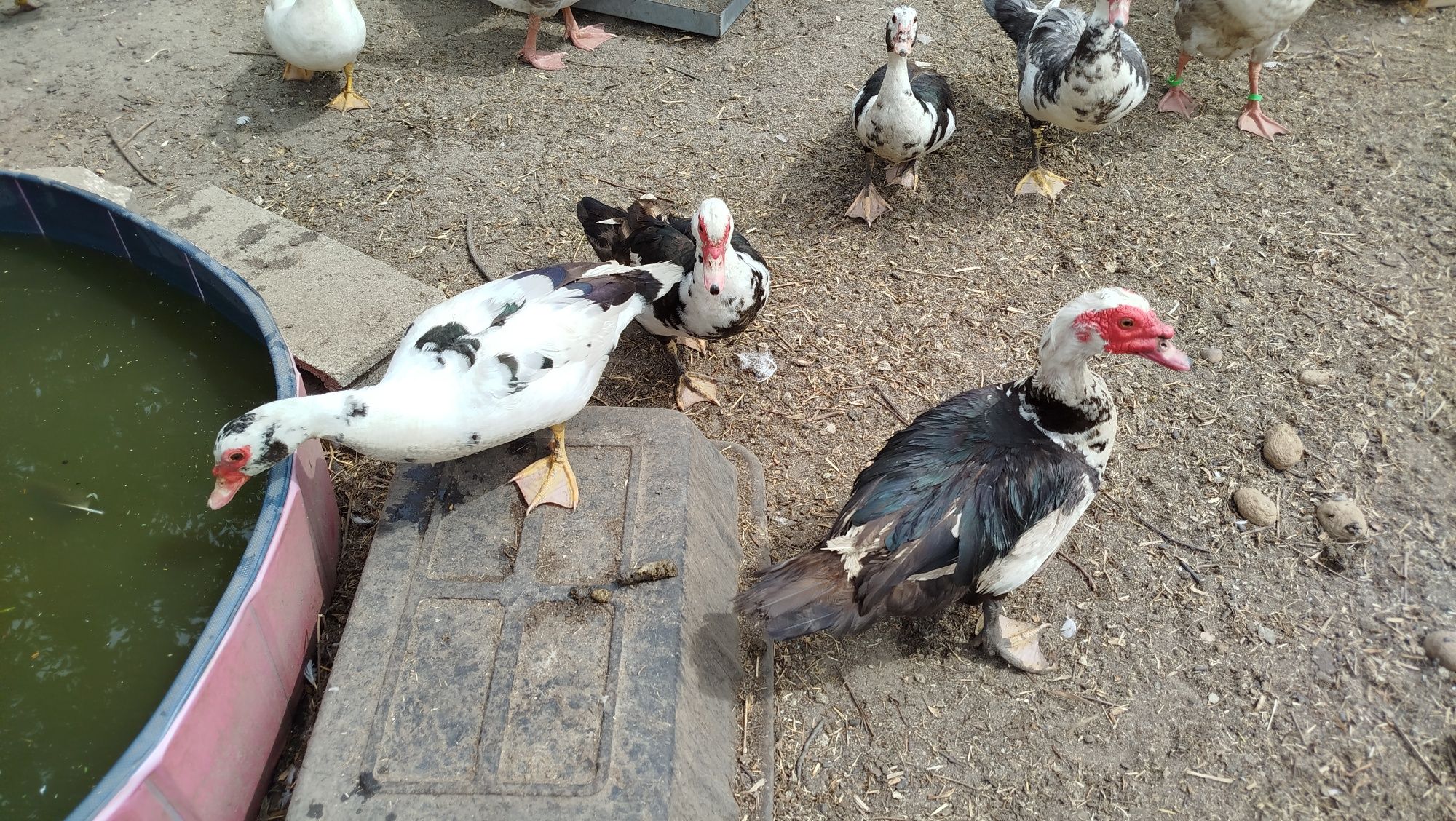Patos mudos adultos