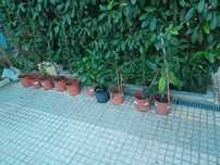 Loureiro de Jardim e Normal