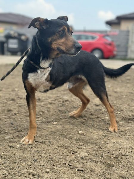 Jager do adopcji!