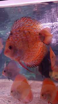 Paletki Dyskowce Discus