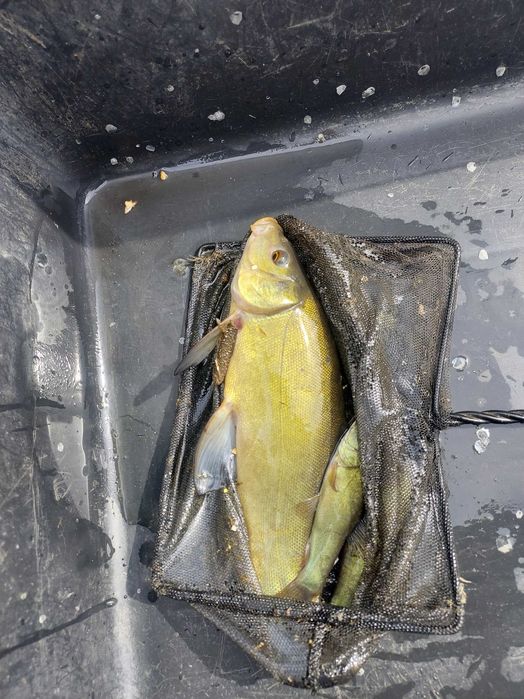 Narybek kroczek karp