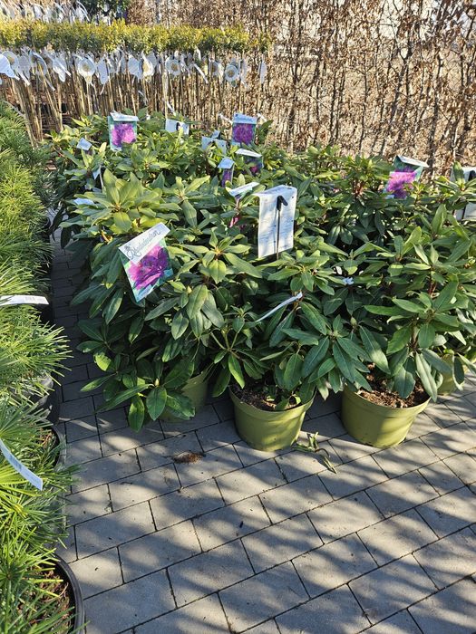 Tuje  formowane. Bonsai. Spirale. Kulki ,