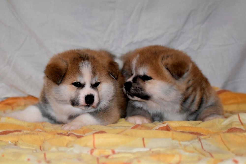 Akita Japonska czerwona suczka i samczyk