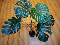 Duża piękna Monstera