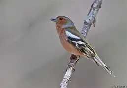 Tentilhão comum anilhado