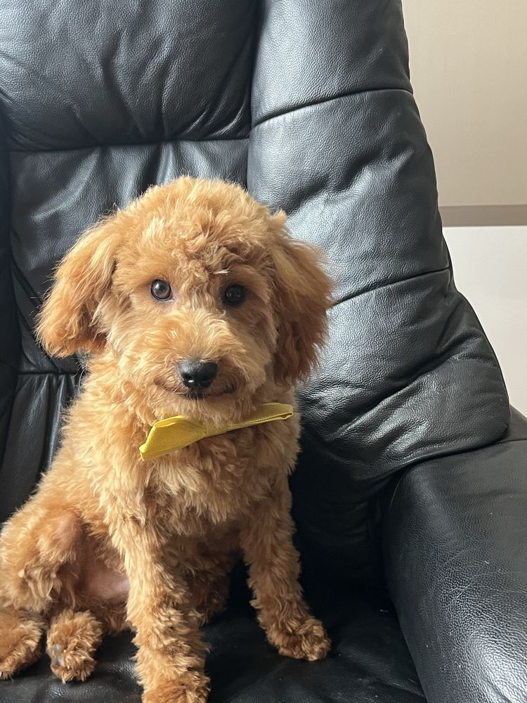 Cavapoo czerwony piesek do odbioru