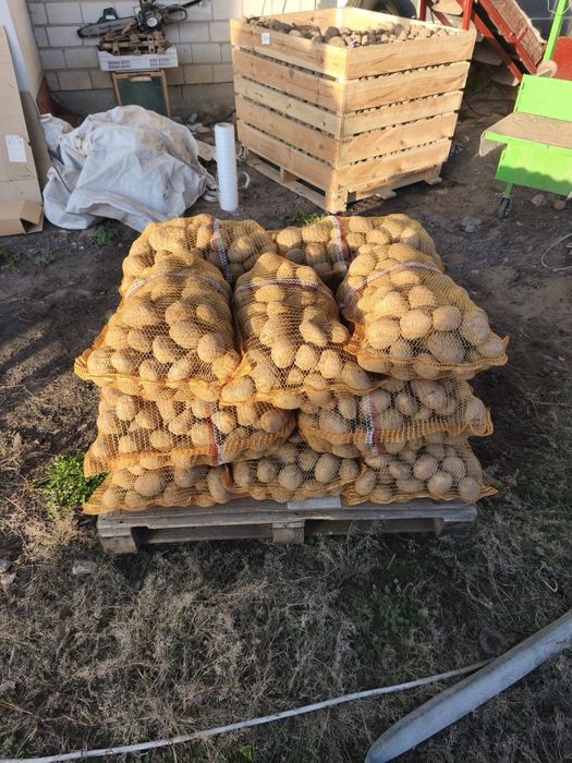 Ziemniaki jadalne Jurek