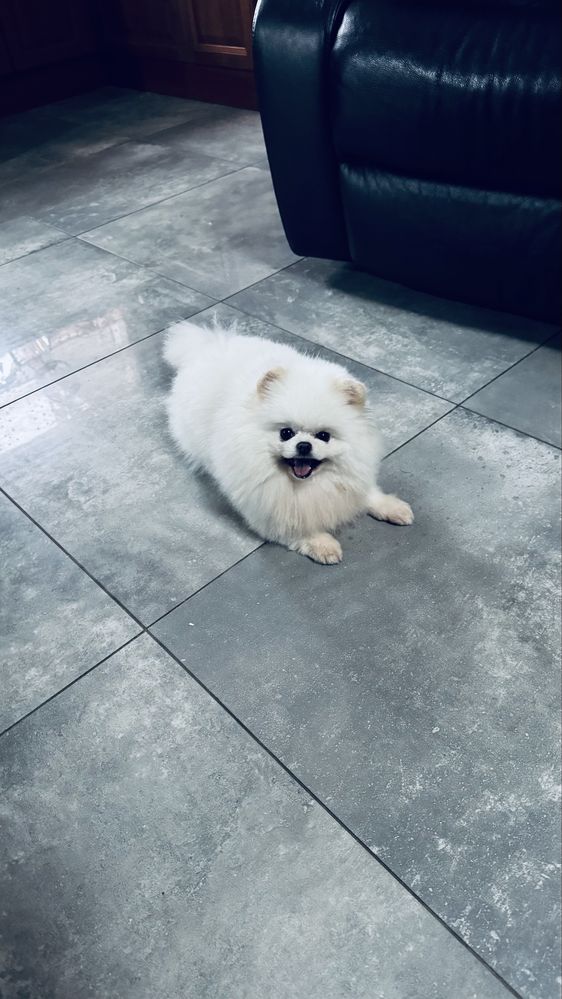Pomeranian 1 samiec