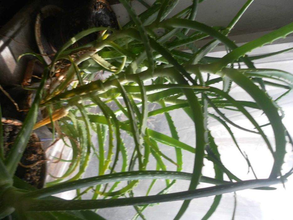 Финиковая пальма, кактусы, алое