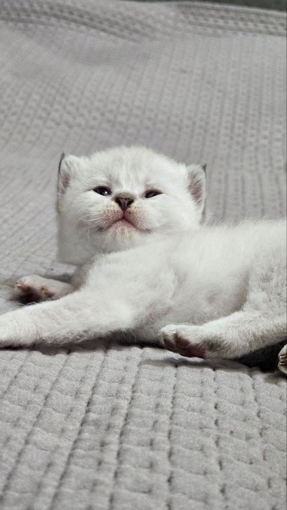 Котята Невська маскарадна