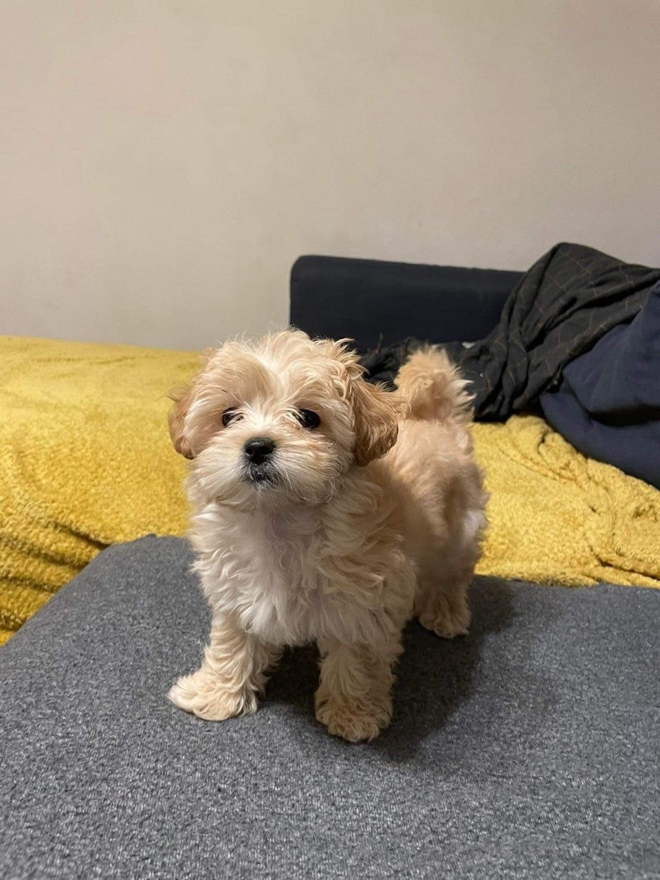 Maltipoo zapraszam