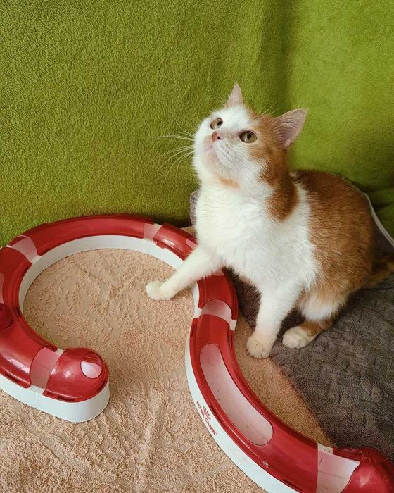 Royal Canin Catit Play Circuit Трек ігровий лабіринт для котів | Новий