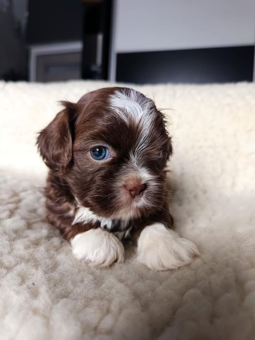 OKAZJA! Czekoladowa suczka Shih Tzu szuka domu (RODOWÓD/SZCZEPIENIA)