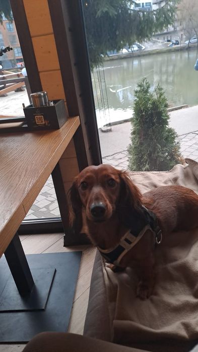 Вязка.Девочка, длинношёрстный таксы