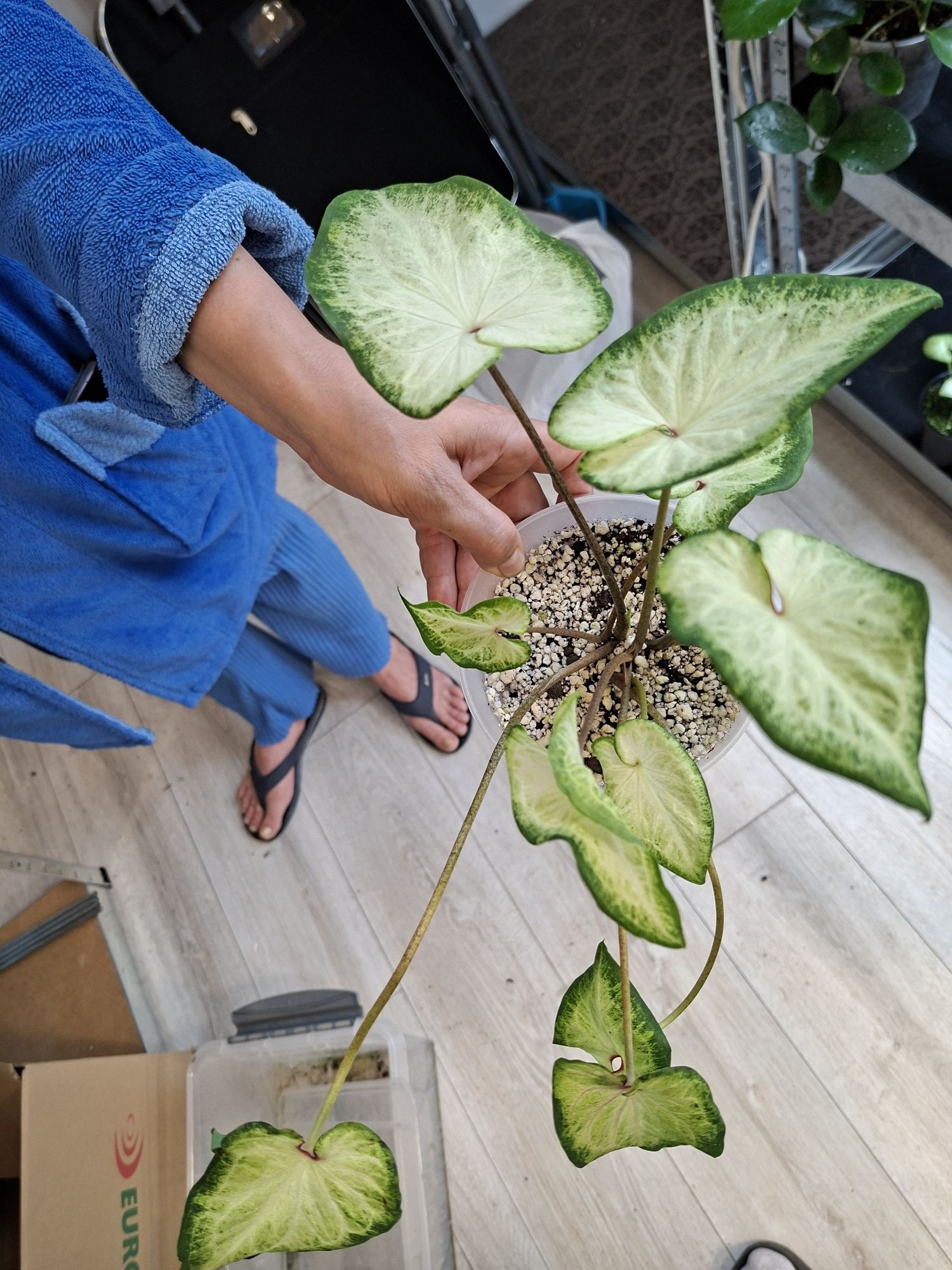 - Caladium - -- .