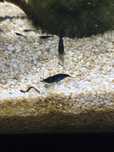 Krewetki neocaridina blue velvet