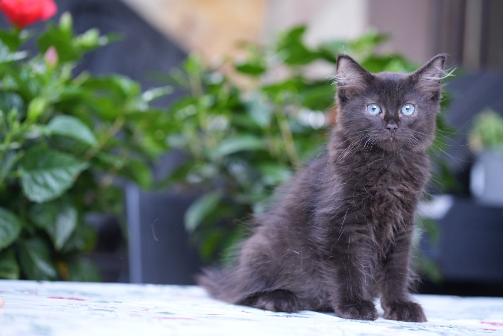 Kocurek black solid ragdoll/cherubim