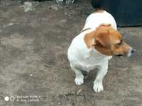 Sunia Jack Russel Terrier