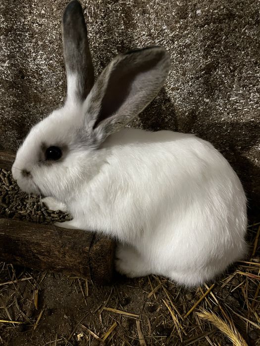 Sprzedam młode  króliki