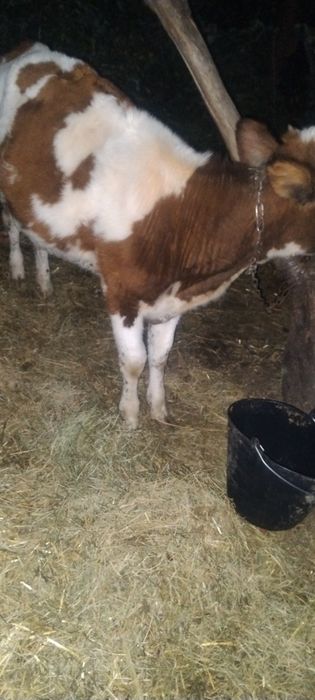 Продам теличку від молочної корови