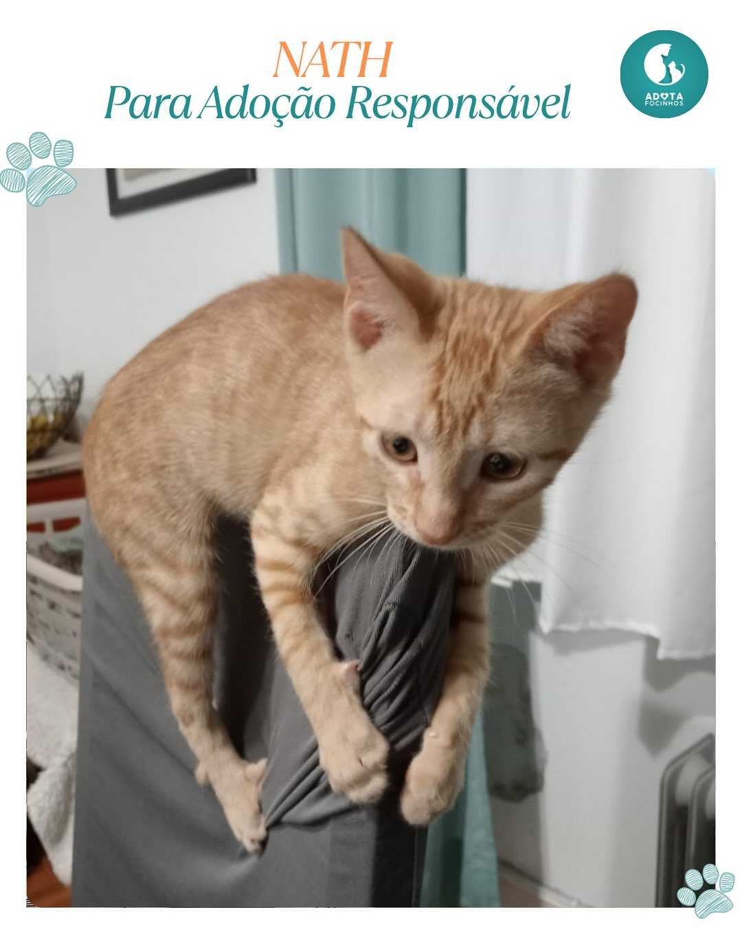 Bebé Nath - para adopção responsável