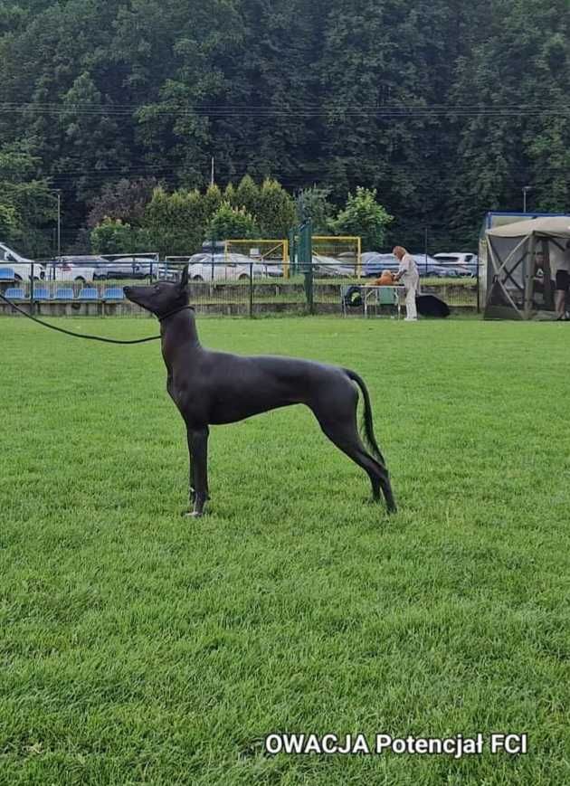 Xolo, naga, niezwykle czujna, utytułowana suka, 18 m-cy, upr. hod. FCI