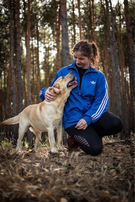 Dżeki-biszkoptowy labrador czeka na dom znający specyfikę rasy-adopcja